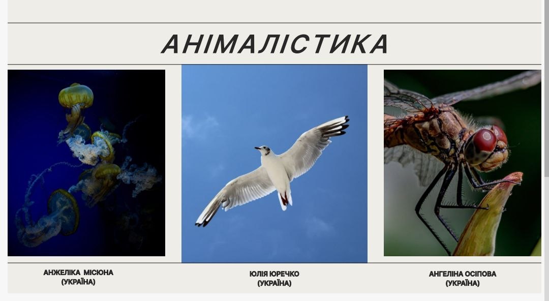 фотоконкурс Весна 04.06.2026 Анімалістика